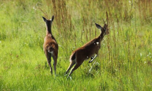 Odocoileus virginianus 2